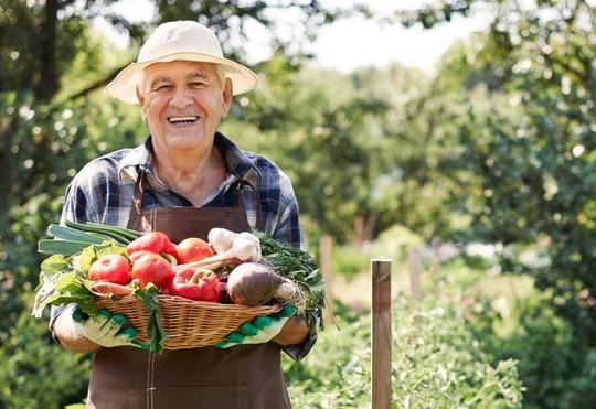 Medium agricultora